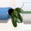 plant/Hoya SMS ‘Dr. IBOK’ - 3 inch pot-1-thumbnail