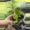 plant/Manjula Poonsin-0-thumbnail