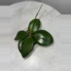 plant/H. ‘Genieve’ - 3 inch pot-0-thumbnail