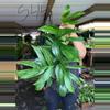 plant/RAPHIDOPHORA DECURSIVA MINT 6" 544P-0-thumbnail