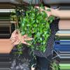 plant/HOYA DAVIDCUMINGI 5" 523P-0-thumbnail