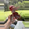 plant/Begonia Angel Wing Dounle Dot-0-thumbnail