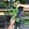 plant/HOYA KERRI SPLASH 5" 516P-0-thumbnail