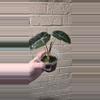 plant/Purple vein alocasia-1-thumbnail