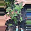 plant/HOYA CAUDATA SUMATRA 5" 537P-0-thumbnail