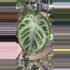plant/FLASH SALE! PL548: Anthurium Silver Chrome-0-thumbnail