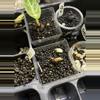 plant/Mystery Corm cup-0-thumbnail