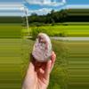 plant/Uruguay Amethyst Cut Base #3 / Crystal Specimen-0-thumbnail