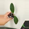 plant/Hoya ABL014-08 (H. Jennifer OP seed)-0-thumbnail