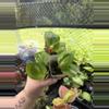 plant/Scindapsus Marble Moonlight-0-thumbnail