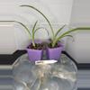 plant/RBR13 Spider Plant Babes-0-thumbnail
