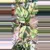 plant/PL551: Variegated rhaphidophora tetrasperma-0-thumbnail