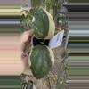 plant/PL563: Latifolia Albomarginata-0-thumbnail