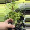 plant/Manjula Poonsin-1-thumbnail