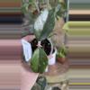 plant/LAST ONE! PL569: Ganung Gading Leuser Minohara-0-thumbnail