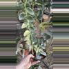 plant/PL555: Cummingiana Albomarginata trellis-0-thumbnail