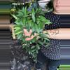 plant/HOYA ROSITA 5" 532P-0-thumbnail