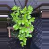 plant/HOYA DIPTERA 5" 534p-0-thumbnail