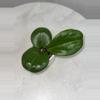 plant/H. ‘Rhiannon’ - 3 inch pot-0-thumbnail