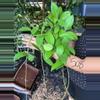 plant/HOYA ISCENSIS 5" 508P-0-thumbnail