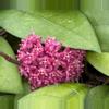 plant/Hoya Sabah Beauty #864-1-thumbnail