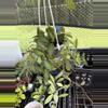 plant/Hoya Variegated Burtionae-0-thumbnail