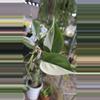 plant/PL556: Albo Heartleaf-0-thumbnail