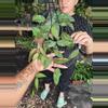 plant/HOYA CAUDATA SUMATRA 5" 533P-0-thumbnail