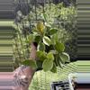 plant/Hoya Krimson Queen-0-thumbnail