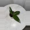 plant/H. ‘Cotton Candy’ - 3 inch pot-0-thumbnail