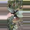 plant/PL558: Latifolia Silver Indo-0-thumbnail
