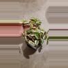 plant/Tricolor Pink Princess Tradescantia-0-thumbnail