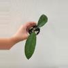 plant/Hoya sp. Singapore-0-thumbnail