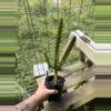 plant/Euphorbia Mint Trigona-0-thumbnail