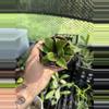 plant/Hoya Sunrise-0-thumbnail