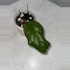plant/H. vitellinoides - 3 inch pot-0-thumbnail