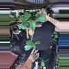 plant/HOYA KERRI SPLASH 5" 540p-0-thumbnail