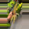 plant/Aglaonema baikaw exact plant-0-thumbnail
