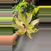 plant/Aglaonema white panama #3 super frilly 😍-0-thumbnail