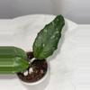 plant/Hoya sp. Takengon (wavy leaf) -3 inch pot-1-thumbnail