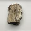 plant/Stinking Water Oak Petrified Wood - Agatized - 1lb 4.90oz-0-thumbnail