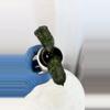 plant/H. sp. Gunung Gading (ghost) - 2.5 inch pot-1-thumbnail
