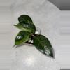 plant/H. verticillata sp. Tanggamus - 3 inch pot-1-thumbnail