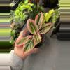 plant/Aglaonema lotus delight #1 -0-thumbnail