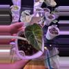 plant/Pink Black Velvet -0-thumbnail
