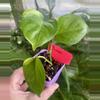 plant/Poonsin Pothos-0-thumbnail