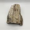 plant/Stinking Water Oak Petrified Wood - Agatized - 1lb 4.90oz-1-thumbnail