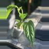 plant/HB. Soul Reaper x Rioclarense Wild Hybrid-2-thumbnail