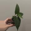 plant/Dreamweaver x Pap Ree Gardens-2-thumbnail
