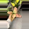 plant/Aglaonema cotton candy #2-0-thumbnail